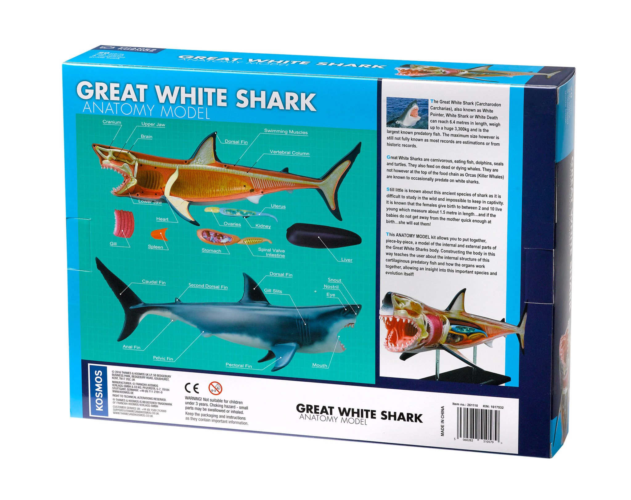 261110 Great White Shark Anatomy Model - THAMES & KOSMOS